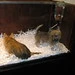 These dogs lived in the window of the "Pocket Pooches" store