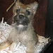This dog lived in the window of the "Pocket Pooches" store
