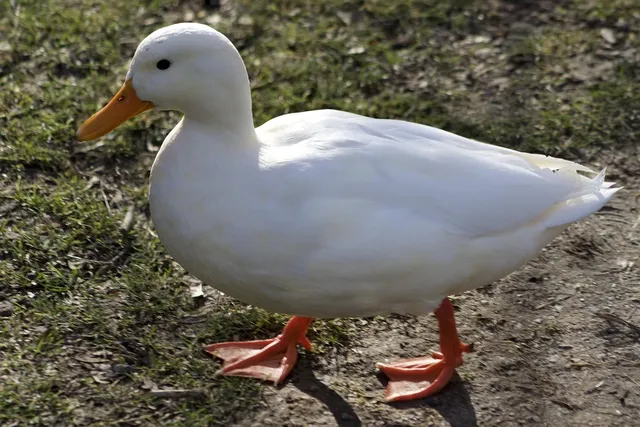 Duck