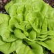 Frisee_Tuna_Salad_01