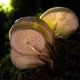 Oysters-3