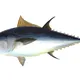 Frisee_Tuna_Salad_13