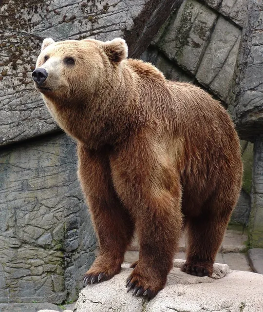 furniture-bear.jpg
