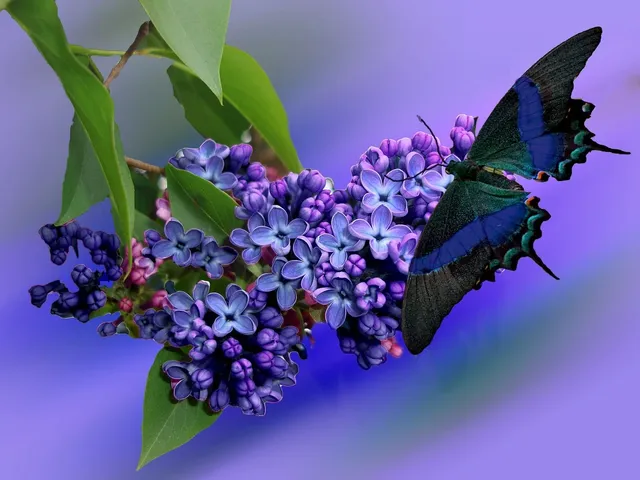 Purple Lilacs