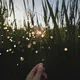 Sparklers06