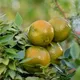 Horn Fruit 1