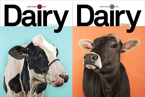 dairycows.jpg